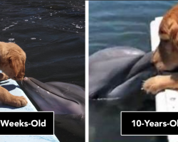 Unusual and Rare Friendship Between a Dolphin and a Dog Melts Hearts Worldwide