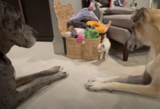 A Kitten Walks Out Among The Big Dogs To See If They’ll Accept Him