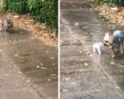 Sweet Dog Won’t Leave Tiny Kitten Out In The Rain, Brings Her Home