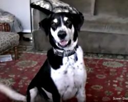 Dog Gets Overly Excited when He Learns His Dad Adopted a Kitten
