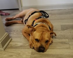 Shelter dog left with a broken heart after being stood up by potential adopters