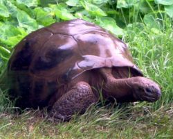 Jonathan, a 187-year-old tortoise, is the oldest-known animal and he lives on a remote island
