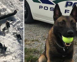 K9 “responds” to reprimand’s letter after being told off for chewing patrol car’s weather stripping