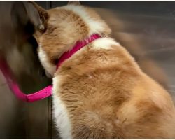 Traumatized Husky Gets a Second Chance at Life When “Her Person” Walked In