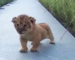 Cute Lion Cub Attempts To ‘Roar’ In The Most Adorable Way