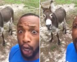 Guy Starts Singing Lion King Theme, Donkey Comes Up From Behind And Joins Him