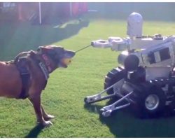 Crowd Gathers For Tug-Of-War Battle Between Bomb Robot And Police Dog