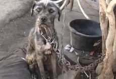 Woman Convinces Guy To Give Her His Chained-Up Dog And Puppies