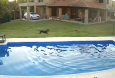Heroic Dog Saves Blind Senior Pooch From Drowning In Pool