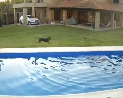 Heroic Dog Saves Blind Senior Pooch From Drowning In Pool