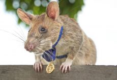 Magawa, Heroic Rat Who Saved Lives By Detecting Landmines In Cambodia, Has Died