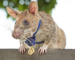 Magawa, Heroic Rat Who Saved Lives By Detecting Landmines In Cambodia, Has Died