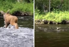 Man Jumps In River to Save a Baby Moose & Help Him Get Across