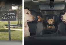 A ‘No Pets Allowed’ Sign Won’t Ruin The Dogs’ Quick Pit Stop