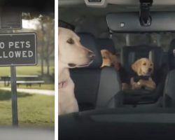 A ‘No Pets Allowed’ Sign Won’t Ruin The Dogs’ Quick Pit Stop