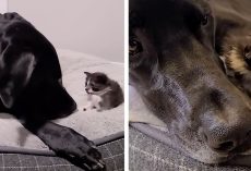 Orphaned 1-Pound Kitten Gets Adopted By a 160-Pound Great Dane