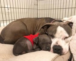 Stray Pitbull Finds Comfort After Losing Her Babies By Adopting An Orphaned Puppy Named Raisin