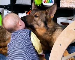 Police Dog Turns Into Giant Mush Around His Baby Sister