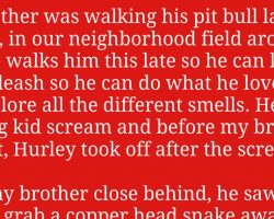Pit Bull Runs Toward Screaming Kid And Ends Up Saving Child From Deadly Snake