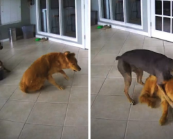 Golden Retriever Has A Seizure, But His Friend Tackles Him To The Ground