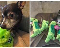 Senior Dog Gets Huge Surprise When His Favorite Toy Gets Discontinued