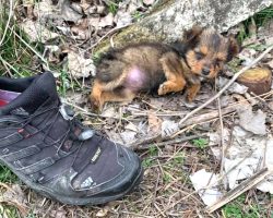 Puppy Thrown Out With Garbage Takes To An Old Shoe For Comfort