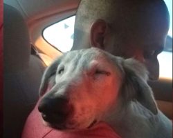 Stray Falls Asleep On The Shoulder Of The Man Who Just Rescued Him