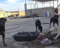 Three Abandoned Rottweilers Were Left Without Food & Nearly-Empty Pool To Drink Out Of