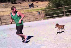 Baby Miniature Horse Has The Time Of His Life Chasing After A Giant Man