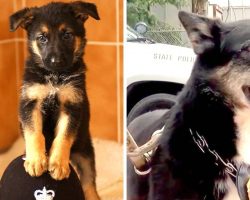Trainer Saves Puppy 2 Hrs Before Being Put Down, The Dog Saves Her Son 7 Yrs Later