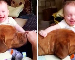 Dog Loves Baby’s Laughter So Much, He Keeps Tickling Her Just To Hear Her Laugh
