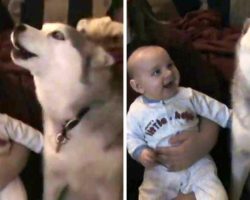 Baby Laughs When The Dog “Speaks”, So The Dog Keeps Doing It Again And Again