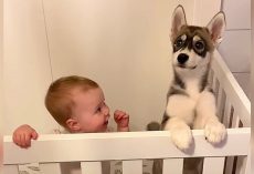Parents Discovered A Husky Puppy In The Baby’s Crib, But That Wasn’t All They Discovered