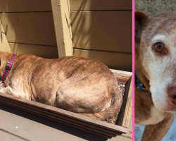 After 11 Years On The Street, Deaf Dog Wakes Up And Realizes He Is Finally Safe