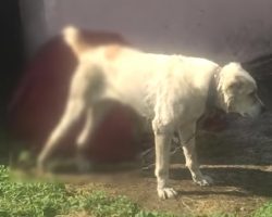Loyal Dog Was Chained & In Hunger, But Refused To Leave The Owner Who Hurt Him