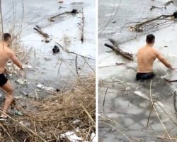 Brave Stranger Strips Down To Make His Way Out To Dog In Frozen River