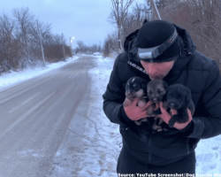 Man spends entire day outside in the blizzard to rescue dog and her frail pups from a pipe