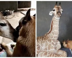 Guard dog becomes best friend and protector to abandoned baby giraffe