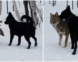 Dog Becomes Best Friends with Wild Coyote, and They Play Together Every Day