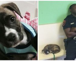 Police Officer Goes Out Of Way To Rescue Stray Puppy, Falls Asleep By Her Side At Vet