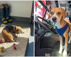 Firefighters Adopt Stray Dog Who Wandered Into Their Station