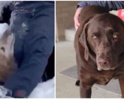 Dog Stuck In Sinkhole Nearly 24 Hours Rescued By Firefighters & Hero Labrador