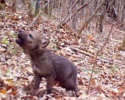 Video Captures The Very First Howls Of A Wolf Pup