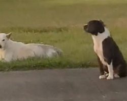 Loyal Stray Dog Protects His Injured Best Friend After She Was Hit By A Car
