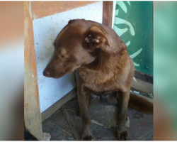 After Being There For More Than Two Years, A Shelter Dog Noticed A Familiar Smell