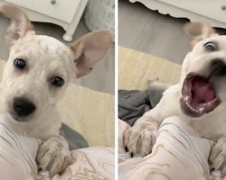 Deaf Dog Lets Out A Little Yip That She Considers Barking