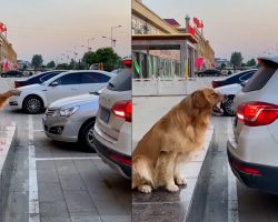 Smart Dog Helps Owner Reverse Into Parking Space
