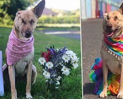 Pregnant Dog Who Was Shot 17 Times And Had Ear Cut Off Becomes A Therapy Dog