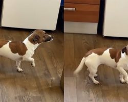 Guilty Dog Pretends To Be A Statue After Pooping Indoors