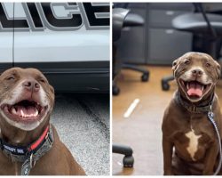 Police Lieutenant Thinks Unwanted Older Pit Bull Would Be A Perfect K9 Officer